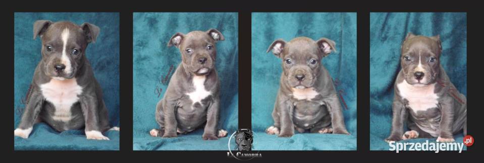 American Staffordshire Terrier Amstaff Szczeniak