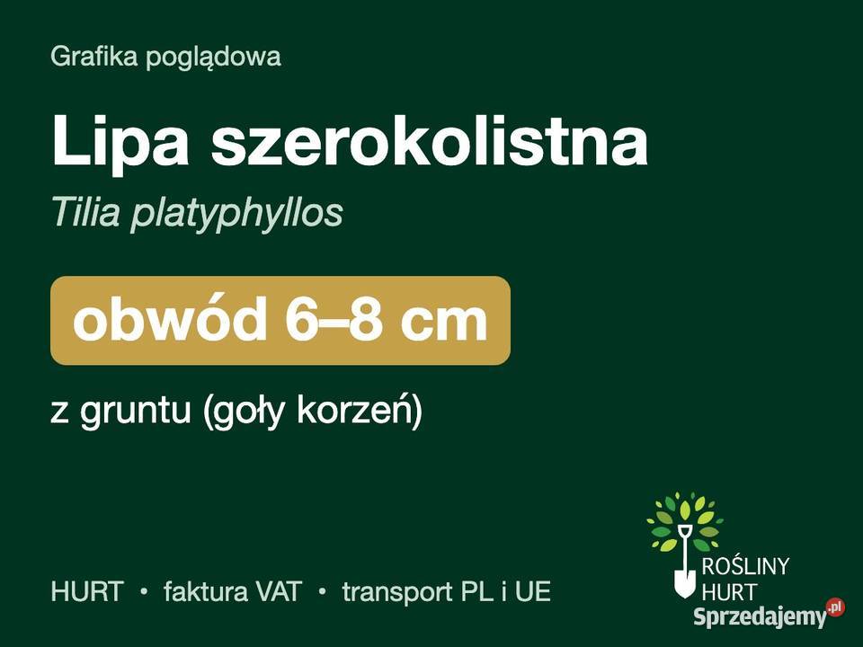 Lipa szerokolistna Tilia platyphyllos obwód 68 z Liściaste