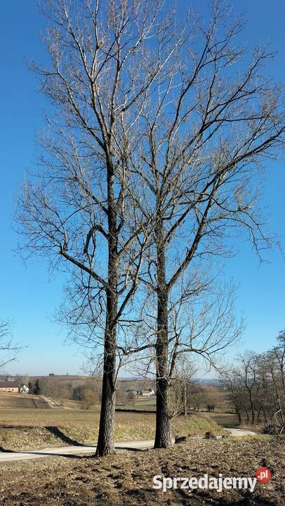 Dwie topole małopolskie Proszowice