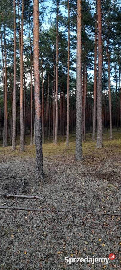 Działka leśna swornegacie Sprzedaż