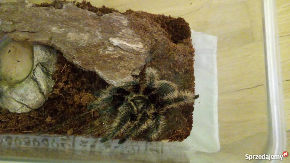 Ptasznik kędzierzawy L7 Warszawa Sprzedajemy.pl