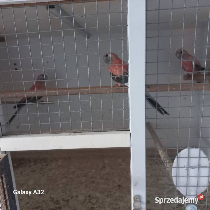 Lilianki różowe 2025 Garwolin