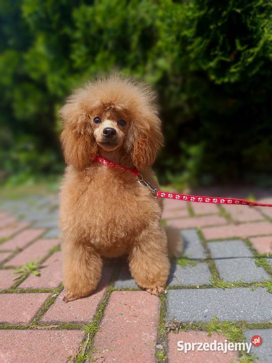 Pudel Toy chlopchik z dokuments FCI Kielce sprzedam