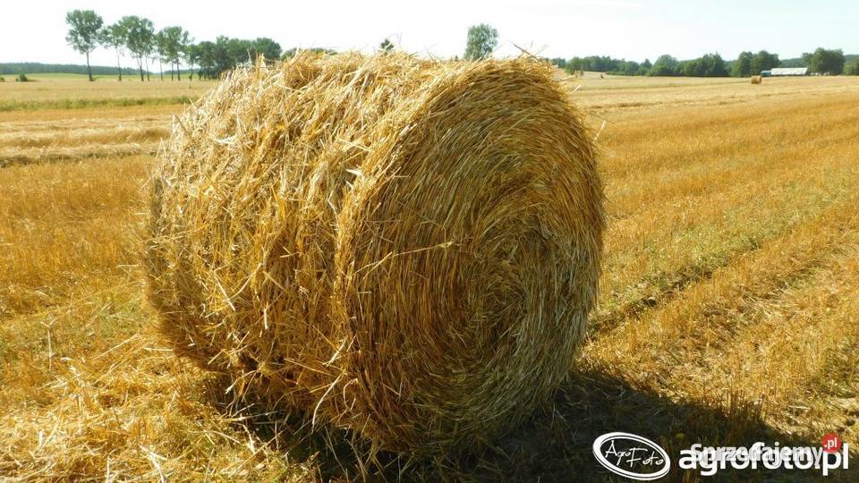 Sloma Produkcja roślinna Piszczac sprzedam