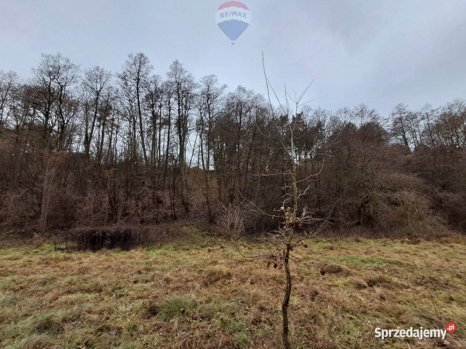 Działka budowlana 5000 m Różan Narew budowlana Sprzedaż Paulinowo