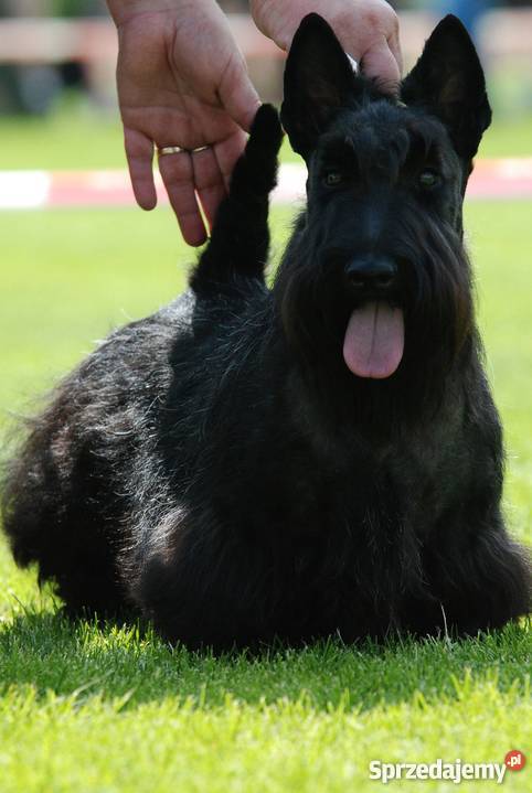 Terier Szkocki Scottish Terrier Championie FCI Chotomów sprzedam