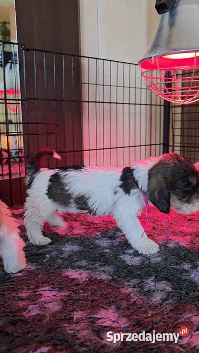 Petit Basset Griffon Vendeen Sieradz