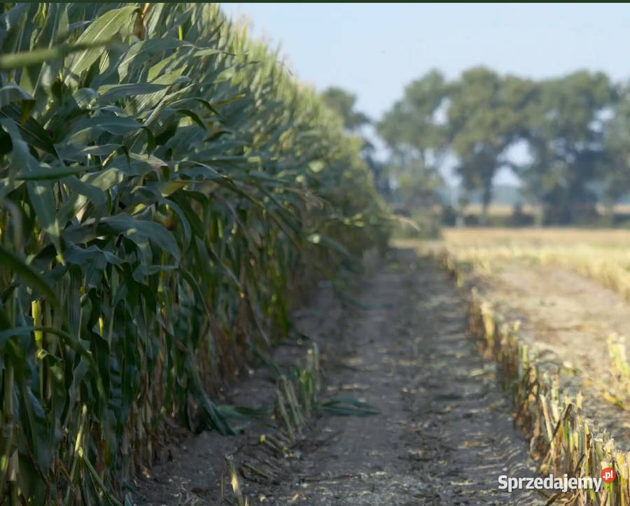 Materiał siewny kukurydza Hulk FAO 250 na Międzychód