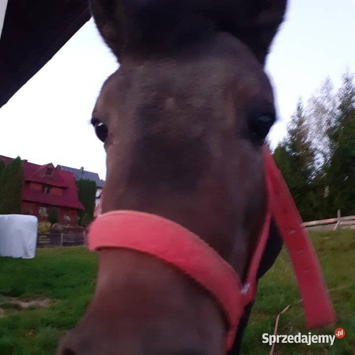 OGIEREK 110 gniady małopolskie Ochotnica Dolna