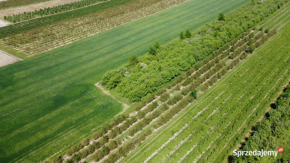 Działka rolnobudowlana w Kamieniu Kolonii Kamień-Kolonia