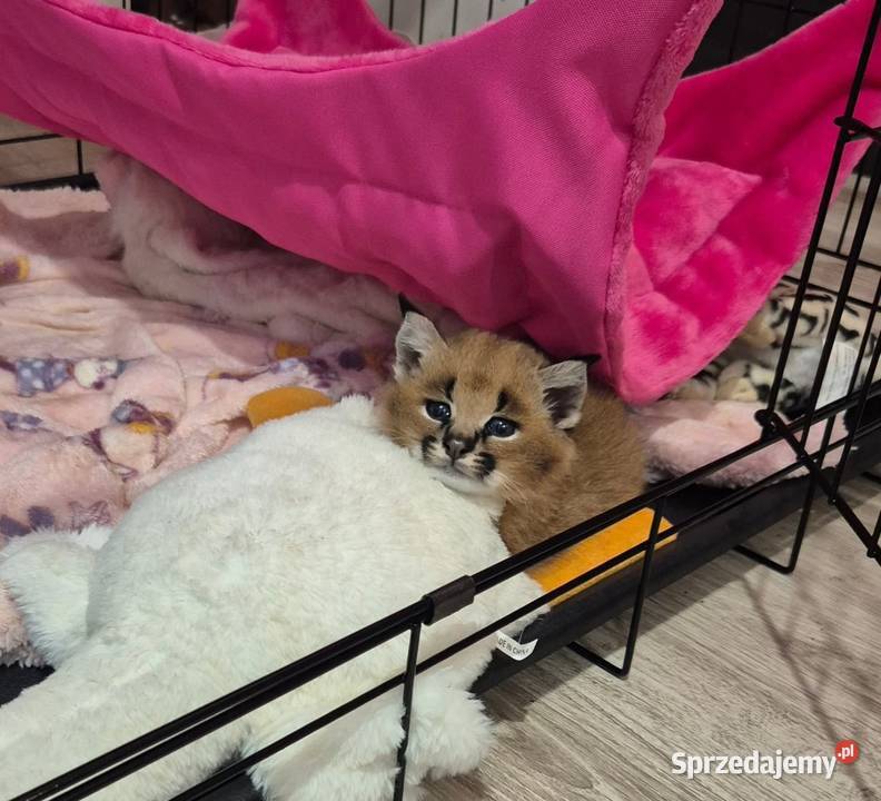 Karakal stepowy caracal młode koty łagodne Pozostałe Pasłęk