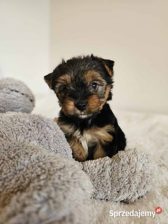 Piesek Yorkshire Terrier Z Wyprawka Chip Częstochowa
