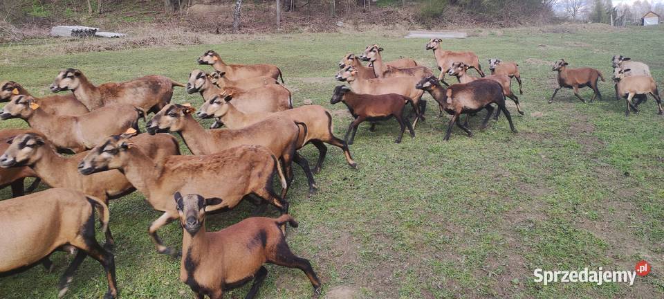 Owce kameruńskie Tanio Aktualne Zadbane małopolskie Wojakowa