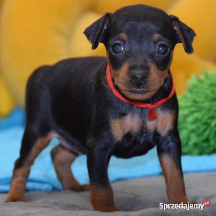 Szczenięta Pinczer Miniaturowy ZKWP fci Zwierzęta Łochów