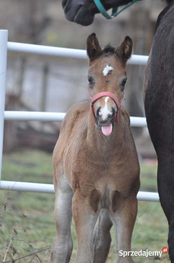 Ogierek małopolski źrebak Konie mazowieckie