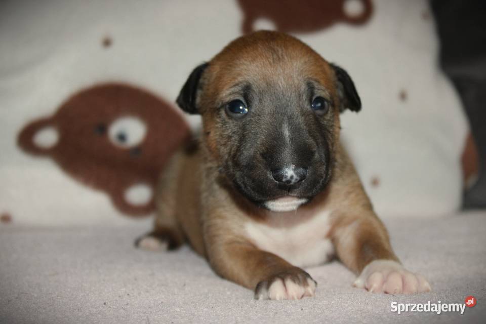 Bulterier miniaturowy Szczenięta ZKwP FCI Toruń