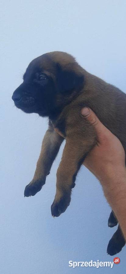 Owczarek Belgijski Malinois FCI Wrocław