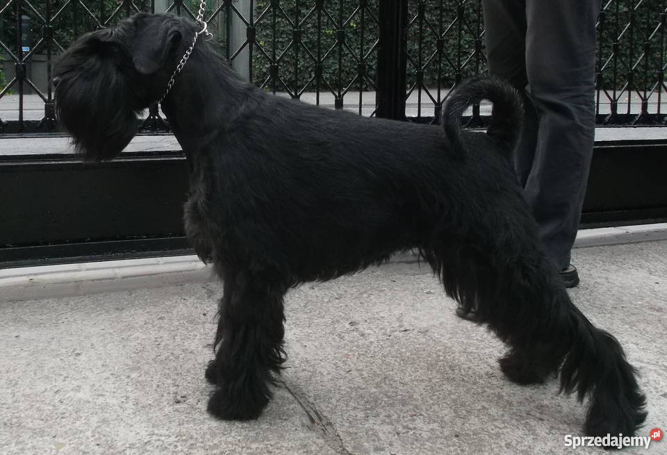 Ostatni dostępny piesek Sznaucer średni Poznań