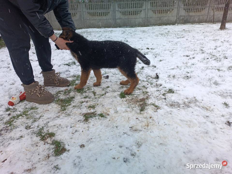 Owczarek niemiecki długowłosy Częstochowa