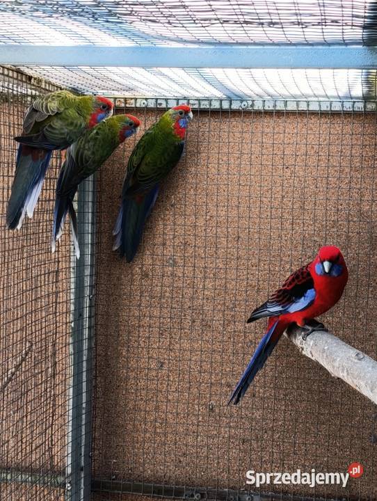 Rozelle królewskie Sierpc