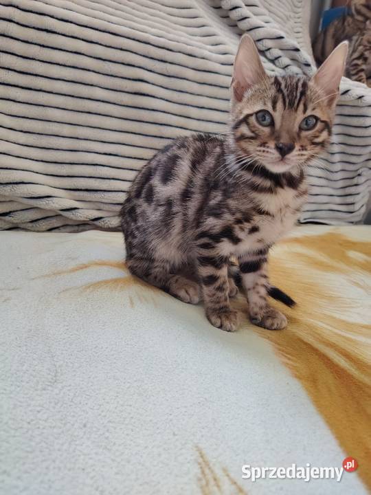 Sprzedam koty bengalskie Koty Wyszków