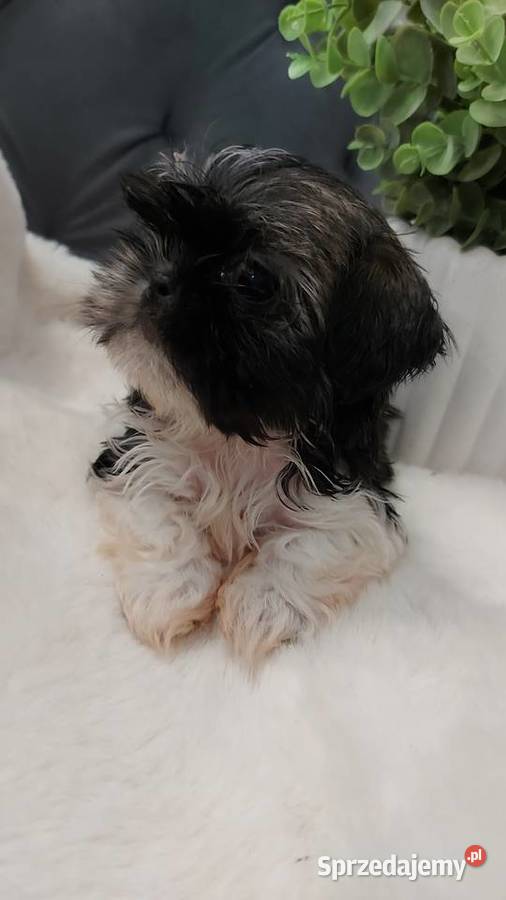 Śliczną malutka suczka shih tzu sprzedam