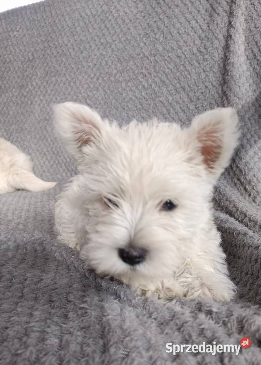 Szczeniaki rasy West Highland White Terrier małopolskie Tarnów