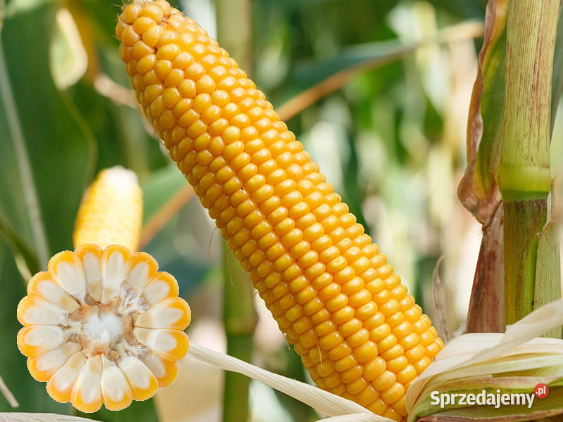 Materiał siewny kukurydza SM Finezja FAO 240 na Rakoniewice