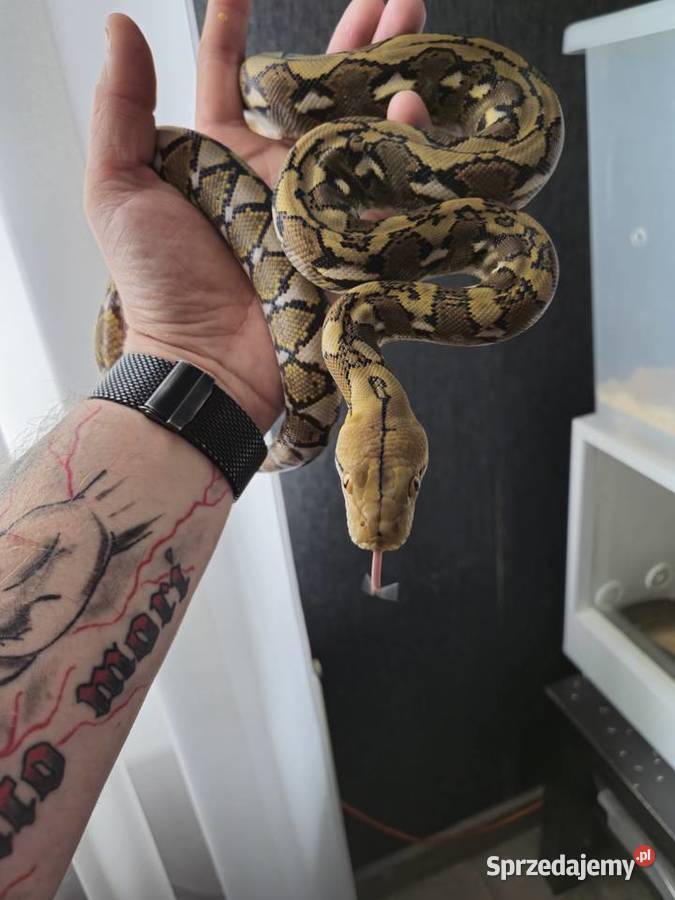 Pyton Siatkowy Samiec