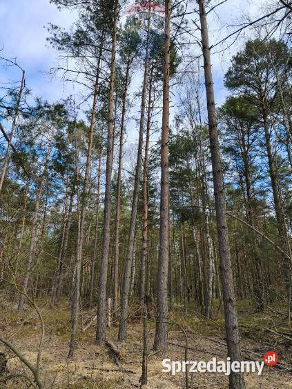 Las sosnowy 50letni pastwiska 9111 m Pustelnik polna