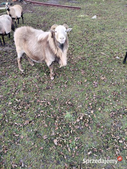 Owce kameruńskie Częstochowa