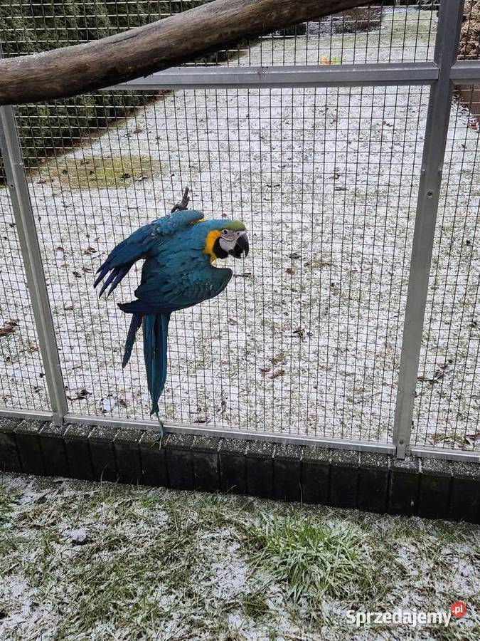 Ara Ararauna Rakoniewice sprzedam