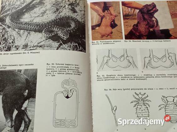 Gdy zachoruje pies Teichmann weterynaria pies Łódź