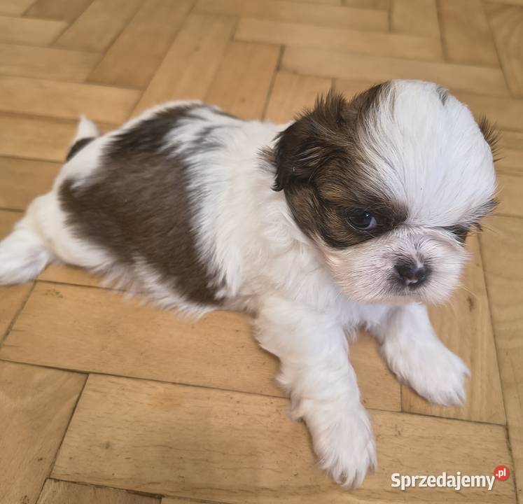 Szczenięta shih tzu z rodowodem Shih Tzu Zwoleń