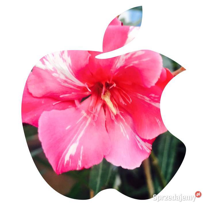 Oleander świeżo ścięte gałązki do ukorzenienia mazowieckie