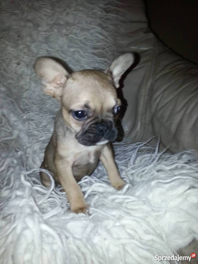 buldog francuski Konin