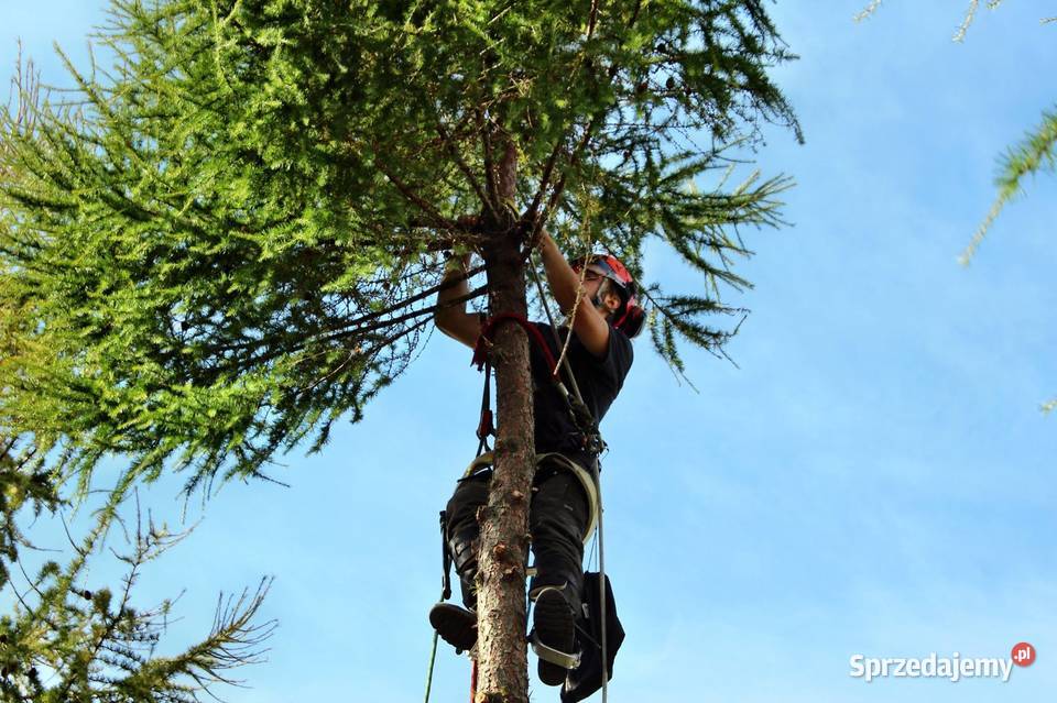 Przycinanie drzew pielęgnacja drzew wycinka Karczowanie i usuwanie drzew mazowieckie Warszawa