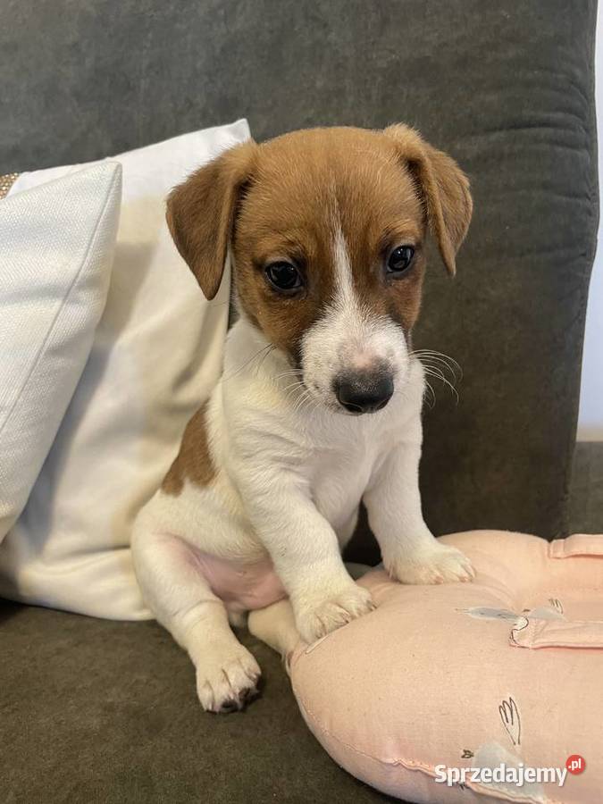 Jack Russell Terrier szczeniaczki Jack Russell Terrier Częstochowa