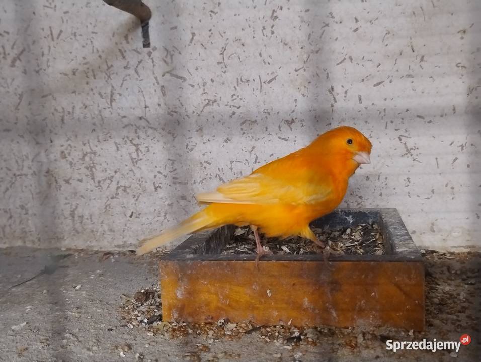 Kanarki SAMCE na śpiewie Blachownia