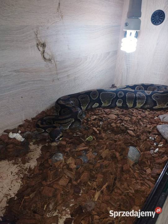 Sprzedam 10 pytona królewski Myszków sprzedam