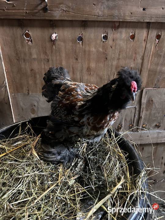 Koguciki z 2025 roku mixy Pszczyna