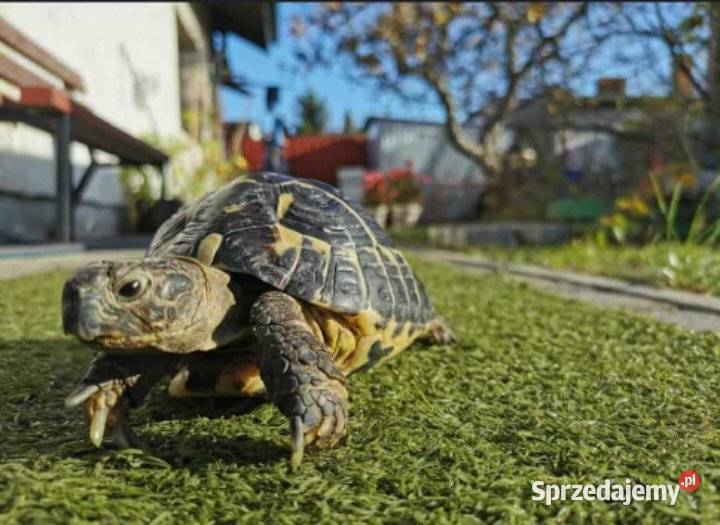 Sprzedam żółwia i terrarium kujawsko-pomorskie sprzedam