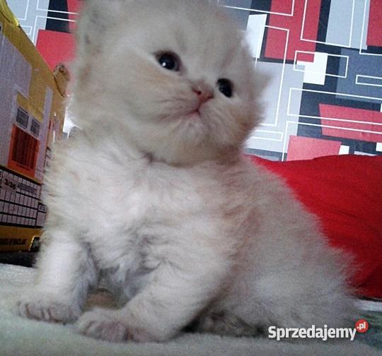 Pers Persy KotKotki Koty PERSKIE Koty Sarnów sprzedam