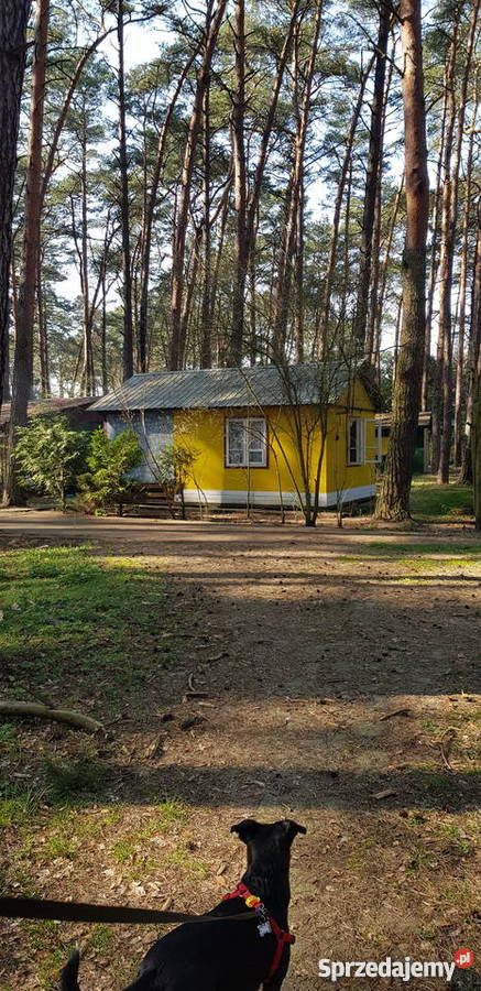 Domek letniskowy w Soczewce kPłocka do zamieszkania Soczewka sprzedam