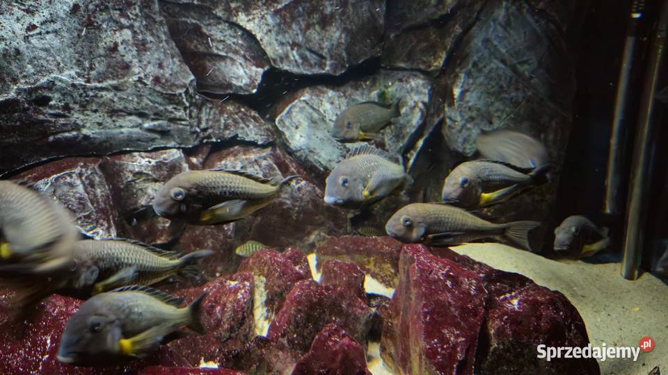 Akwarium z rybami WF Tropheus sp Crescentic Lesko
