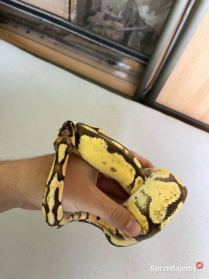 Pyton królewski młody samiec Grodzisk Mazowiecki