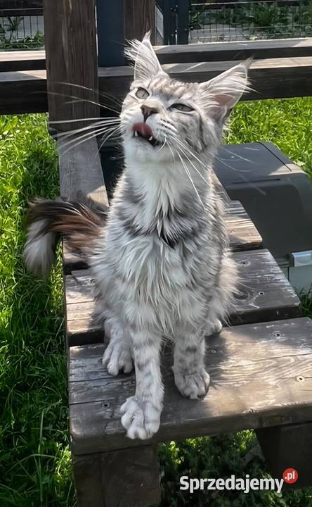 Maine coon kotka hodowlana małopolskie Kęty sprzedam