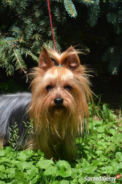 Prześliczny piesek rasy York z rodowodem FCI Gorlice