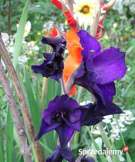 Mieczyki cebulki Cebulki i bulwy Białowieża