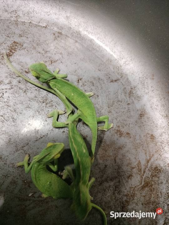 Młode kameleony sprzedam